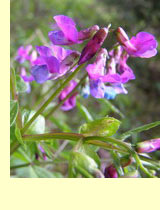Сочевичник весенний (Orobus vernus L., Lathyrus vernus Bernh.) Сочевичник весенний (Orobus vernus L., Lathyrus vernus Bernh.)